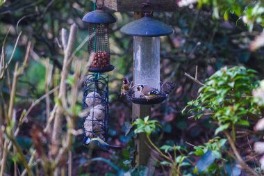 Saka kuşu ya da Carduelis carduelis. Bahçedeki bir kuş yemliğinden besleniyor.