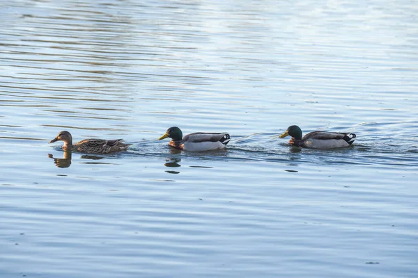 3匹のアヒルが池で一緒に泳ぐ — ストック写真