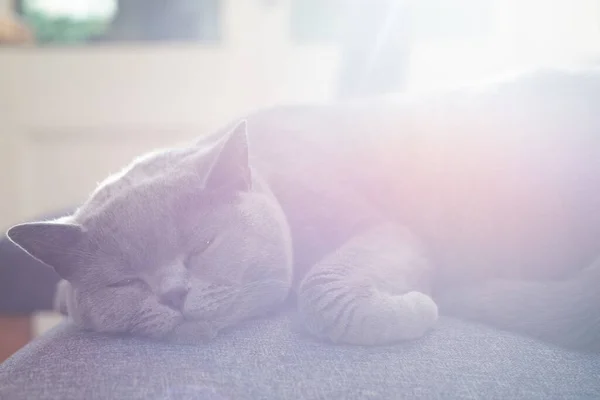 Lazy Pet Cat Resting Sunlight Table Room Home — Stock Photo, Image
