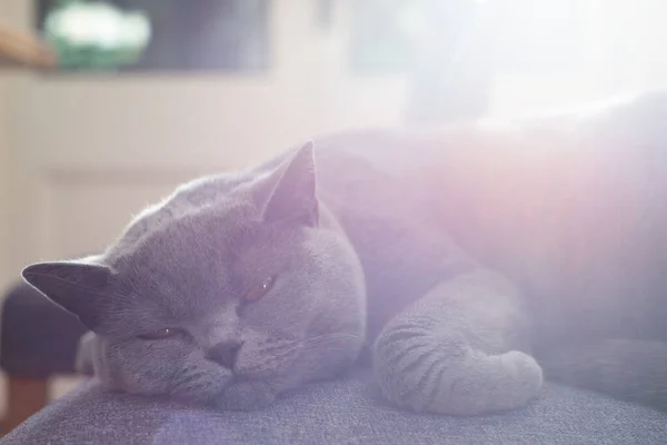 Lazy Pet Cat Resting Sunlight Table Room Home — Stock Photo, Image