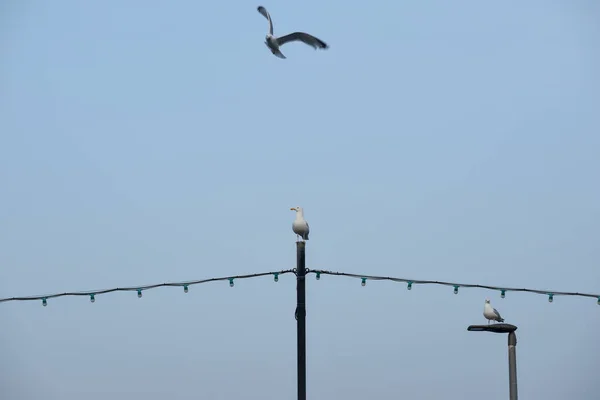 Möwe Thront Auf Einem Pfosten Ende Einer Strandmole Mit Blauem — Stockfoto