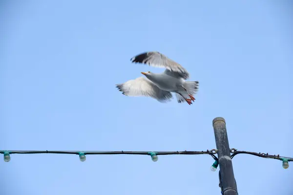 Möwe Fliegt Von Einem Posten Über Blauen Himmel — Stockfoto