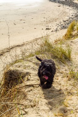 Sağlıklı genç köpek kumsalda eğleniyor.