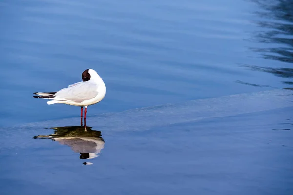 Ein Vogel Der Allein Einem Pool Aus Klarem Blauem Wasser — Stockfoto