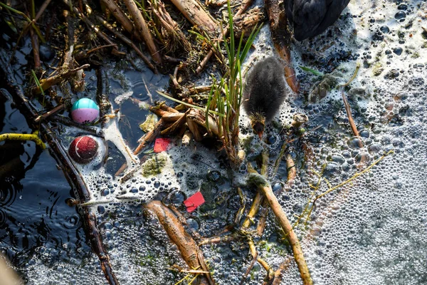 A baby bird struggles through polluted river water highlighting environmental water pollution issues