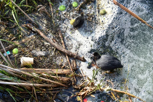A baby bird struggles through polluted river water highlighting environmental water pollution issues