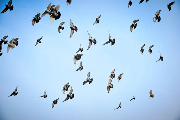 Taubenschwarm Fliegt Über Einen Strahlend Blauen Himmel — Stockfoto