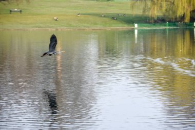 Gri balıkçıl ya da Ardea Cinerea bir gölün üzerinde uçuyor