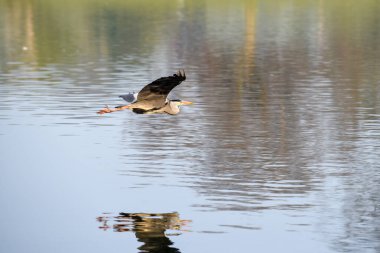 Gri balıkçıl ya da Ardea Cinerea bir gölün üzerinde uçuyor