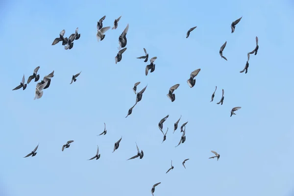 Flock Pigeons Flying Clear Blue Sky — Stock Photo, Image