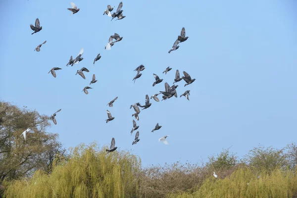 Taubenschwarm Fliegt Über Einen Strahlend Blauen Himmel — Stockfoto