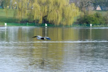 Gri balıkçıl ya da Ardea Cinerea bir gölün üzerinde uçuyor ve bir yuva inşa ediyor