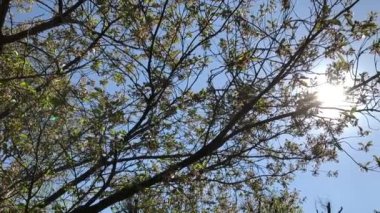 Parlak güneşli bir günde ağaçların altında yeni yapraklar ve çiçeklerle alçak açılı bir manzara.