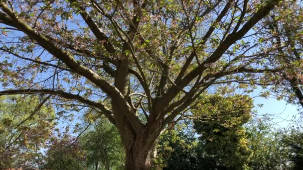 Весенняя сцена новых листьев на дереве, когда камера движется вверх — стоковое видео