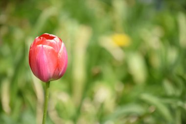 Kırmızı lale çiçeği başı. Arka planda bulanık bahçeyle yakın plan.