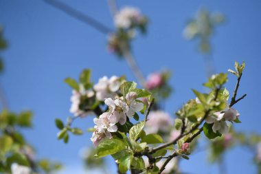 Gökyüzü açık, elma çiçeği ağacına doğru bakıyorum.