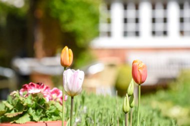 Arka planda çiçek bahçeleri ve bahçe mobilyaları olan bir evin yaz manzarası