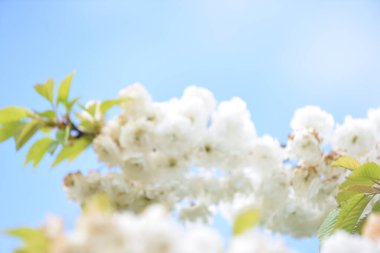 Güzel beyaz kiraz çiçekleri mavi arka planda bir ağaçta yetişir.