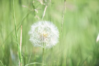 Sporlarla dolu büyük bir karahindiba başı çevreyi polenleyip doğal olarak yenilemeye hazır.