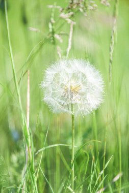 Sporlarla dolu büyük bir karahindiba başı çevreyi polenleyip doğal olarak yenilemeye hazır.