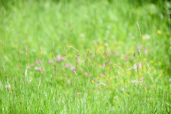 Sommerfeld Mit Wildblumen Hintergrund — Stockfoto