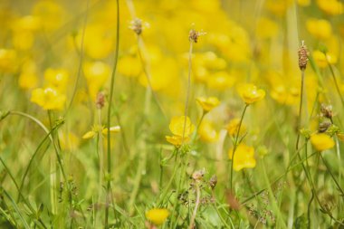 Güneşli bir yaz gününde çimlerin üzerinde yetişen yabani düğün çiçekleri tarlası.