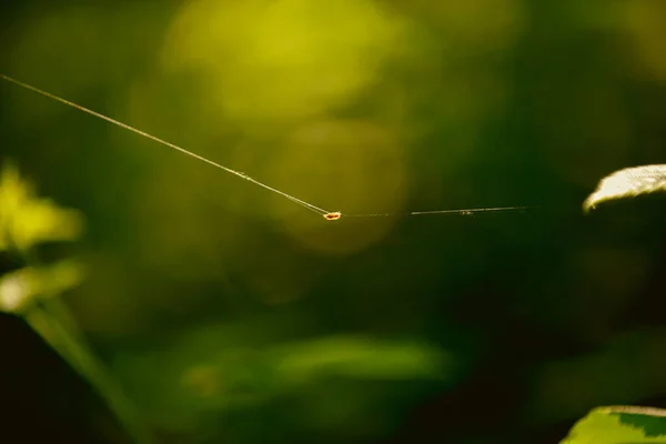 Insetto Bozzolato Una Ragnatela Sospesa Uno Sfondo Naturale Frondoso — Foto Stock