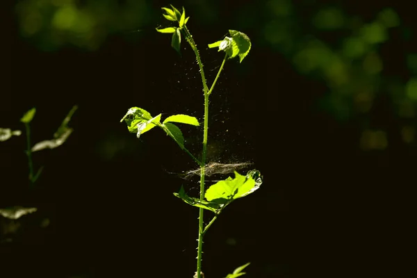 Φως Του Ήλιου Λάμπει Πάνω Νέα Φυτά Που Αναπτύσσονται Στο — Φωτογραφία Αρχείου