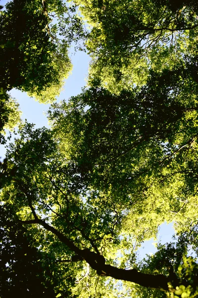 Blick Durch Baumkronen Auf Den Wald — Stockfoto
