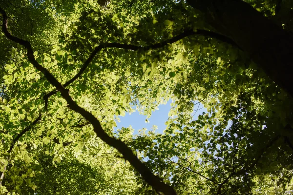 Mirando Través Del Dosel Árboles Bosque —  Fotos de Stock