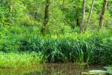 Ormanda vahşi bir gölet.