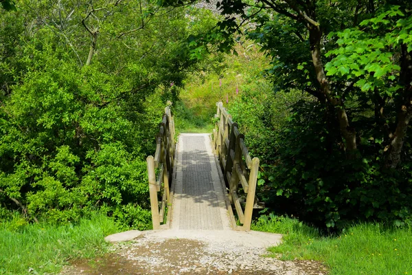 Petit Pont Qui Croise Une Rivière Dans Forêt — Photo