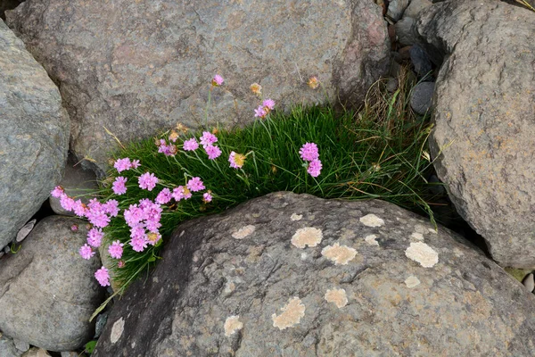 Flores Hierbas Que Crecen Través Piedras Naturaleza Fotos de stock libres de derechos