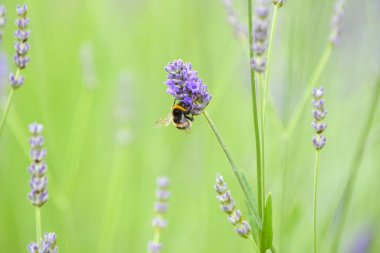 Çiçek üzerindeki yaban arısı polen toplarken böcekler diğer bitkileri böyle döller.