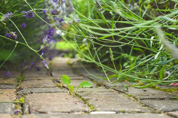 Niedriger Blickwinkel Auf Den Gartenweg Vom Erdgeschoss — Stockfoto