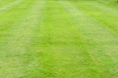 Düzenli biçilmiş çimen arkaplanının çimen dokusu
