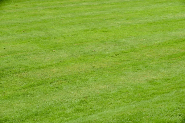 Gräs Struktur Från Närbild Snygg Klippt Gräsmatta Bakgrund — Stockfoto