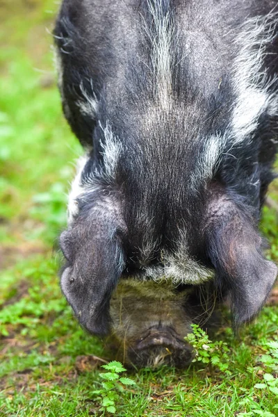外面农场里的猪 一边吃一边看镜头 — 图库照片