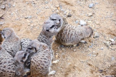 Grup halinde mirket dövüşü yapıyor ve komik pozlar veriyor.
