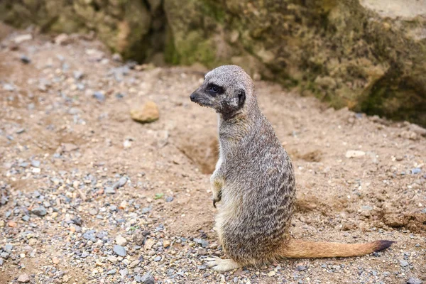 Meerkat Στην Ομάδα Στέκεται Αγωνίζονται Παίζει Και Κάνει Αστεία Στάση — Φωτογραφία Αρχείου