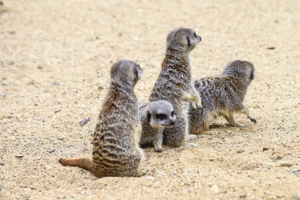 Meerkat Στην Ομάδα Στέκεται Αγωνίζονται Παίζει Και Κάνει Αστεία Στάση — Φωτογραφία Αρχείου