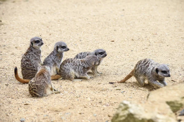 Meerkat Στην Ομάδα Στέκεται Αγωνίζονται Παίζει Και Κάνει Αστεία Στάση — Φωτογραφία Αρχείου