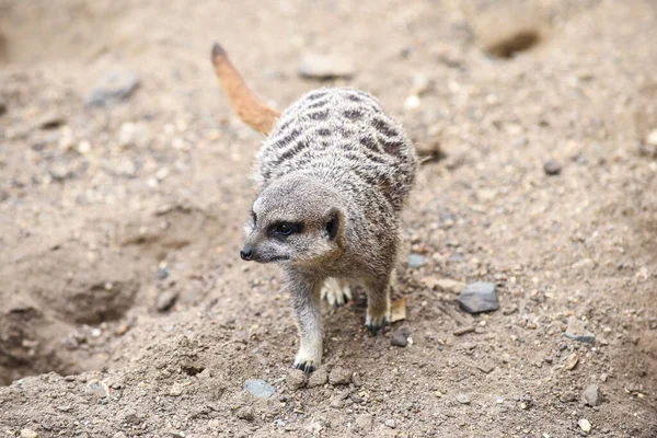 Meerkat Στην Ομάδα Στέκεται Αγωνίζονται Παίζει Και Κάνει Αστεία Στάση — Φωτογραφία Αρχείου