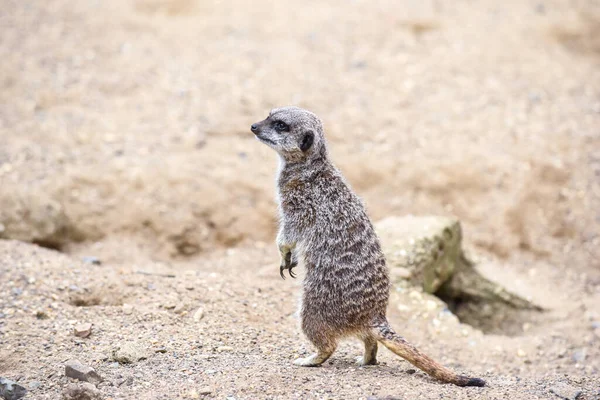 Meerkat Στην Ομάδα Στέκεται Αγωνίζονται Παίζει Και Κάνει Αστεία Στάση — Φωτογραφία Αρχείου