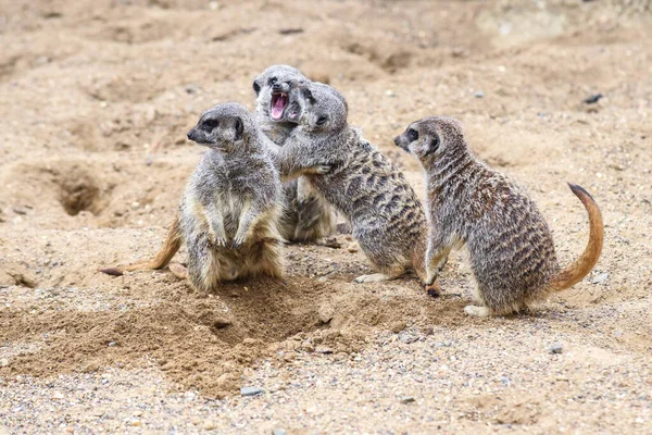 Meerkat Στην Ομάδα Στέκεται Αγωνίζονται Παίζει Και Κάνει Αστεία Στάση — Φωτογραφία Αρχείου