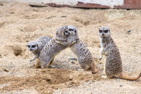 Meerkat Στην Ομάδα Στέκεται Αγωνίζονται Παίζει Και Κάνει Αστεία Στάση — Φωτογραφία Αρχείου