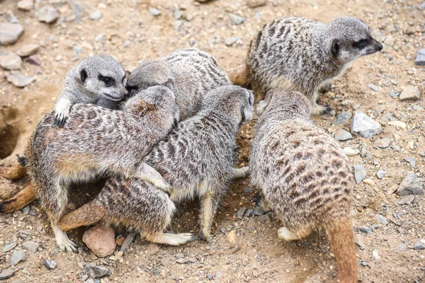 Meerkat Grupp Stående Slåss Spelar Och Gör Rolig Pose — Stockfoto