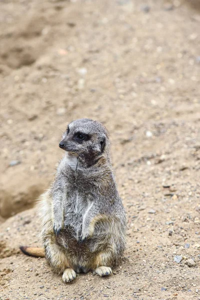 Meerkat Στην Ομάδα Στέκεται Αγωνίζονται Παίζει Και Κάνει Αστεία Στάση — Φωτογραφία Αρχείου