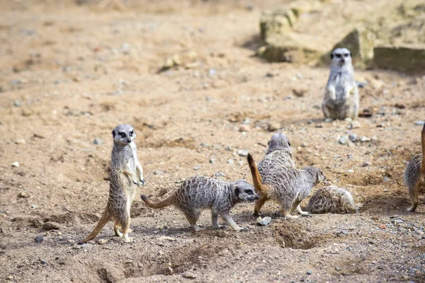 Meerkat Grupp Stående Slåss Spelar Och Gör Rolig Pose — Stockfoto