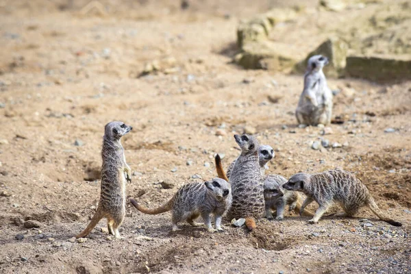 Meerkat Στην Ομάδα Στέκεται Αγωνίζονται Παίζει Και Κάνει Αστεία Στάση — Φωτογραφία Αρχείου